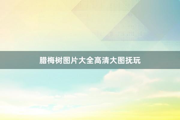 腊梅树图片大全高清大图抚玩